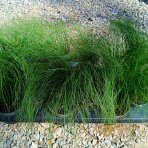 Kavyľ (Stipa tenuissima) ´PONYTAILS´ - kont. C2L